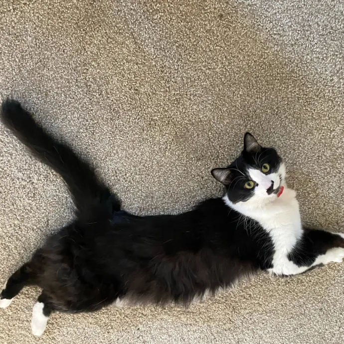 Purr-Fectly Pampered Alyssa's Cat Sitting Service photo 3