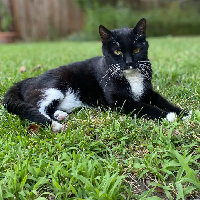 Purr-Fectly Pampered Alyssa's Cat Sitting Service photo 2