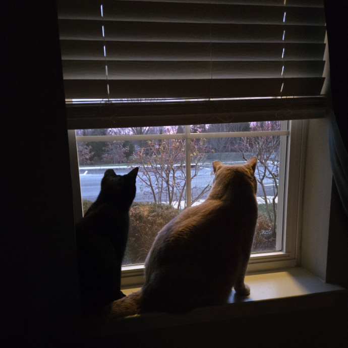 Cat Whisperer  Professional Paw-Parazzi