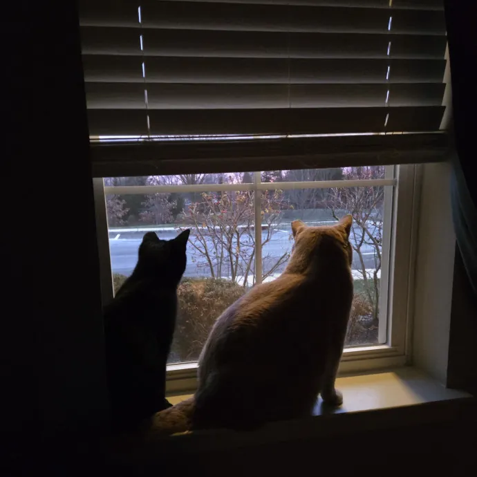 Cat Whisperer  Professional Paw-Parazzi photo 4