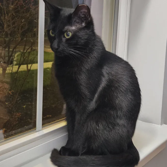 Cat Whisperer  Professional Paw-Parazzi photo 3