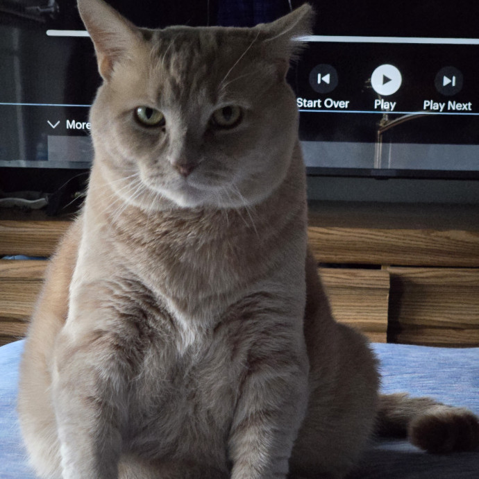 Cat Whisperer  Professional Paw-Parazzi photo 2