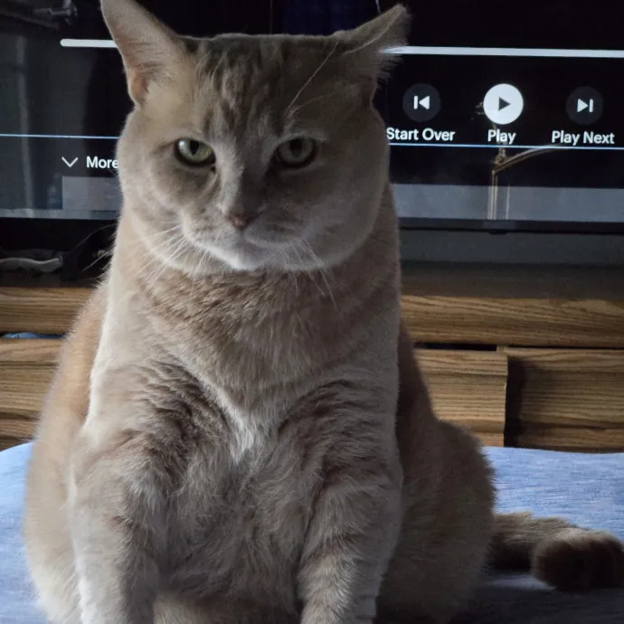 Cat Whisperer  Professional Paw-Parazzi photo 2