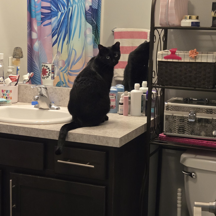 Cat Whisperer  Professional Paw-Parazzi photo 3