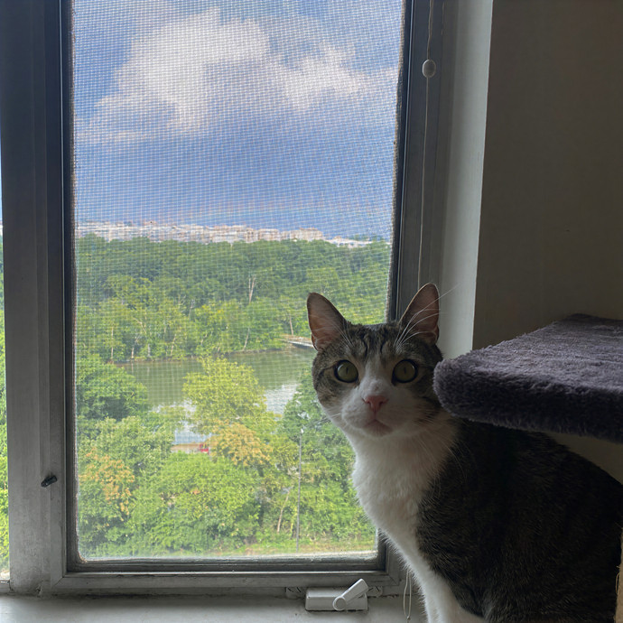 Brianna's Cat Sitting