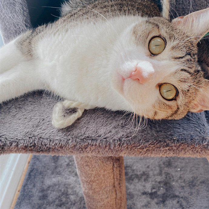 Brianna's Cat Sitting photo 3