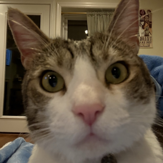 Brianna's Cat Sitting photo 2