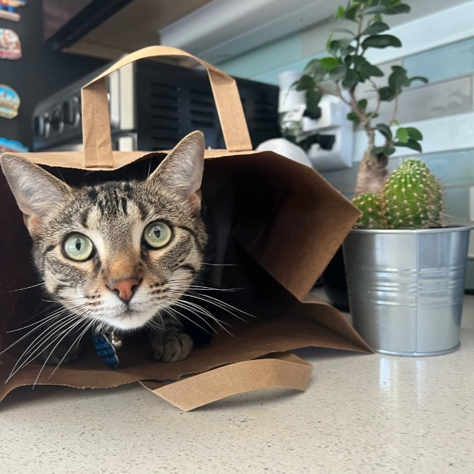 Anastasia's Purrfect Cat Sitting photo 3