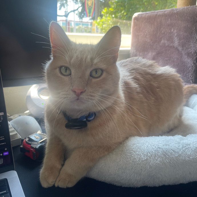 Anastasia's Purrfect Cat Sitting photo 2