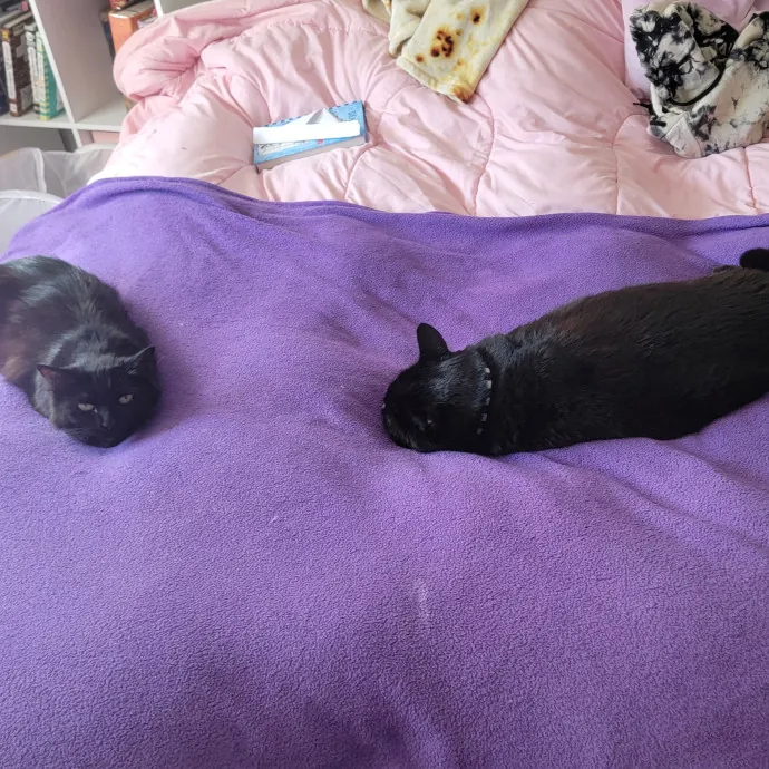 I'll Love Your Fur Baby As I Love My Own