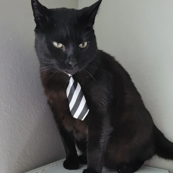 I'll Love Your Fur Baby As I Love My Own