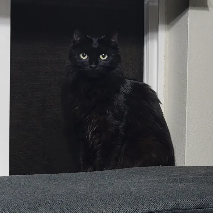 I'll Love Your Fur Baby As I Love My Own