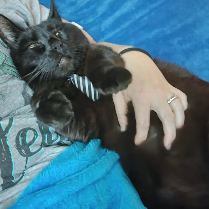 I'll Love Your Fur Baby As I Love My Own