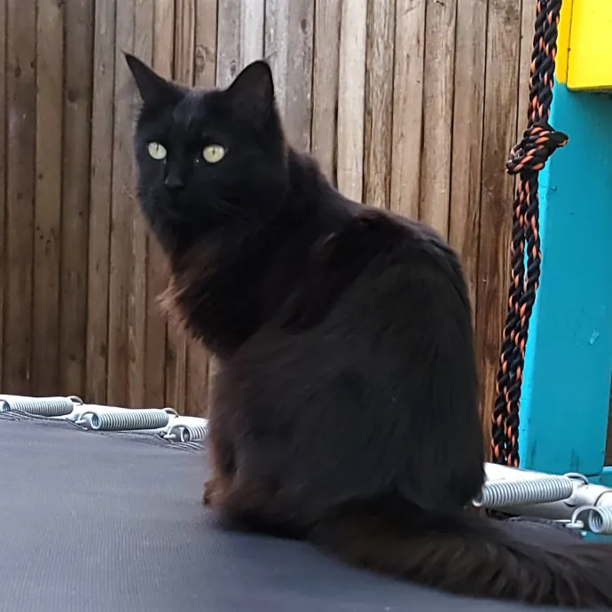 I'll Love Your Fur Baby As I Love My Own