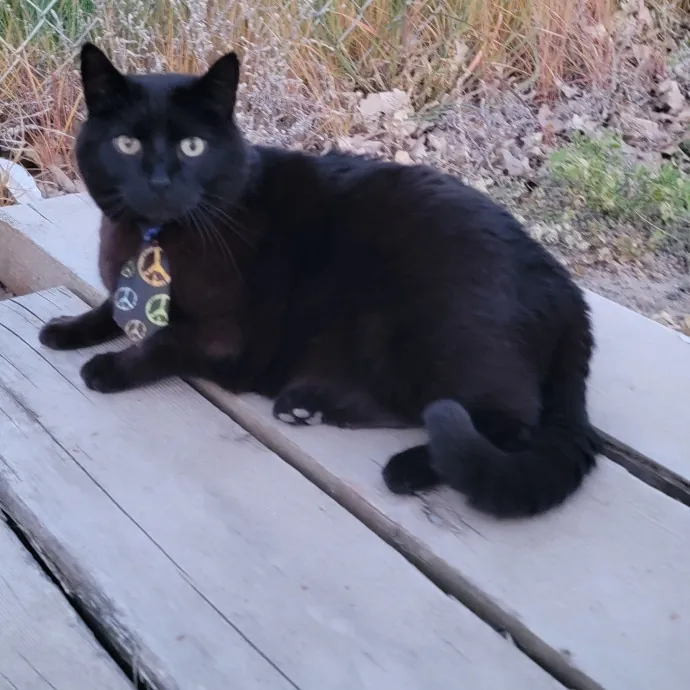 I'll Love Your Fur Baby As I Love My Own