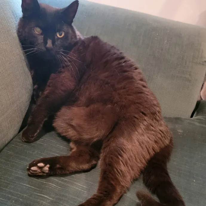 I'll Love Your Fur Baby As I Love My Own