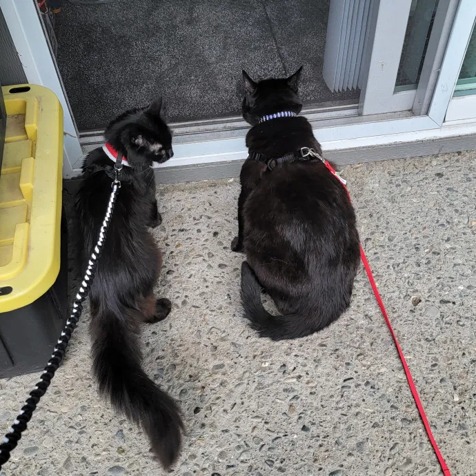 I'll Love Your Fur Baby As I Love My Own