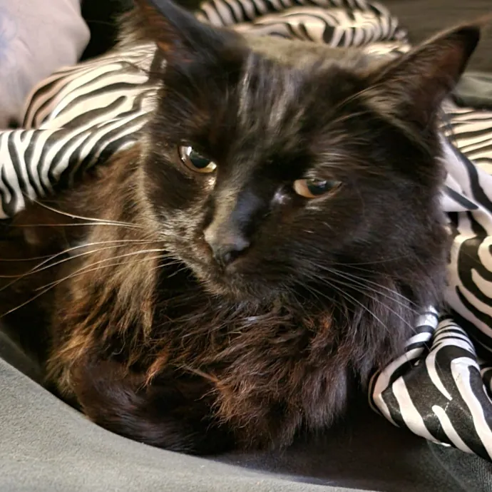 I'll Love Your Fur Baby As I Love My Own