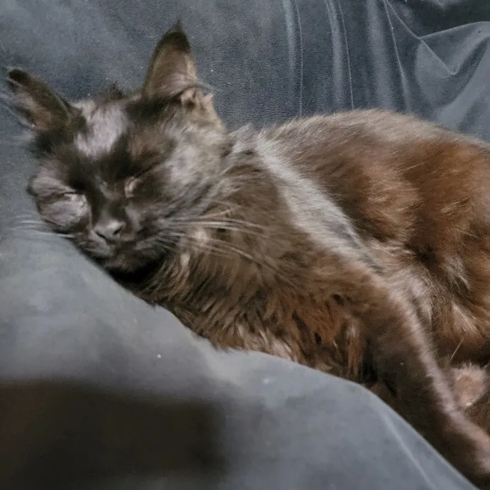 I'll Love Your Fur Baby As I Love My Own photo 4