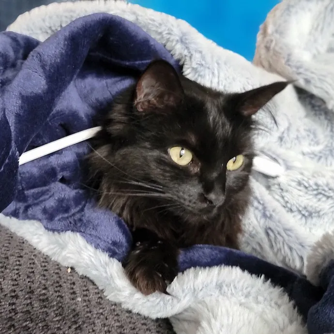 I'll Love Your Fur Baby As I Love My Own photo 2