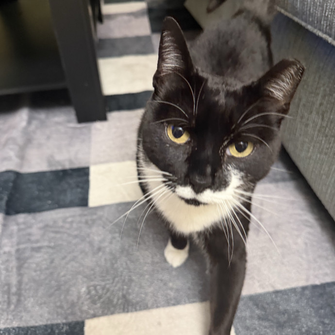 Loving Reliable Experienced Cat Sitter