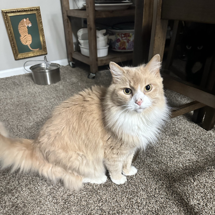 Loving Reliable Experienced Cat Sitter