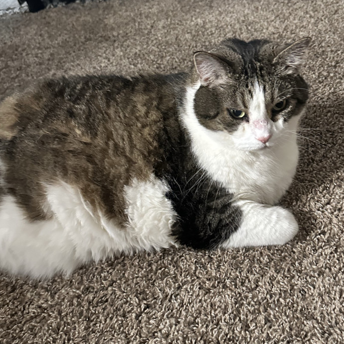 Loving Reliable Experienced Cat Sitter photo 2