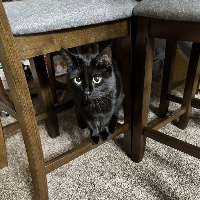 Loving Reliable Experienced Cat Sitter