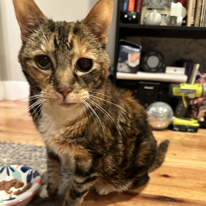 Loving Reliable Experienced Cat Sitter