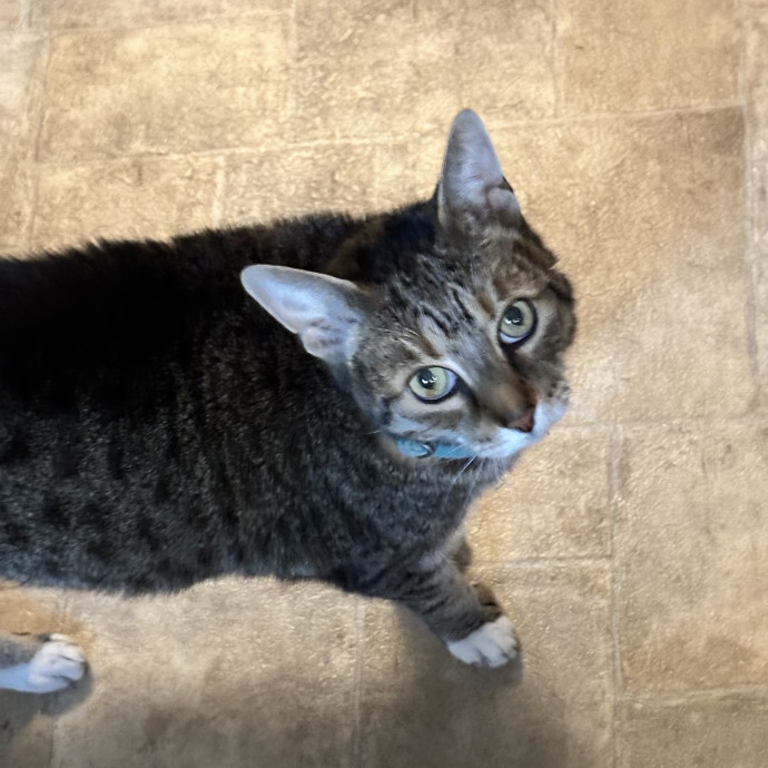 Loving Reliable Experienced Cat Sitter photo 2