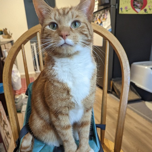 Lina's Cat-Tastic Cat Sitting