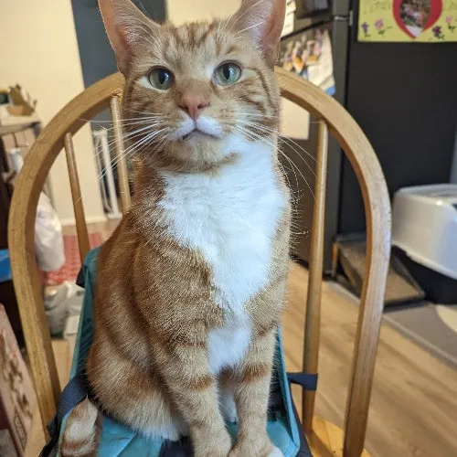 Lina's Cat-Tastic Cat Sitting