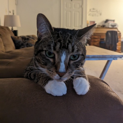Lina's Cat-Tastic Cat Sitting