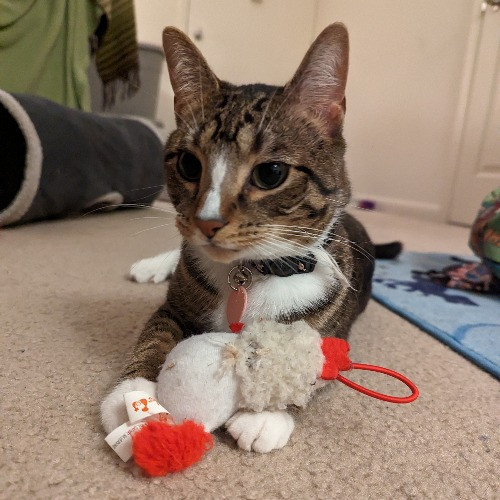 Lina's Cat-Tastic Cat Sitting photo 3