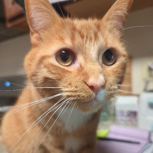 Lina's Cat-Tastic Cat Sitting photo 2