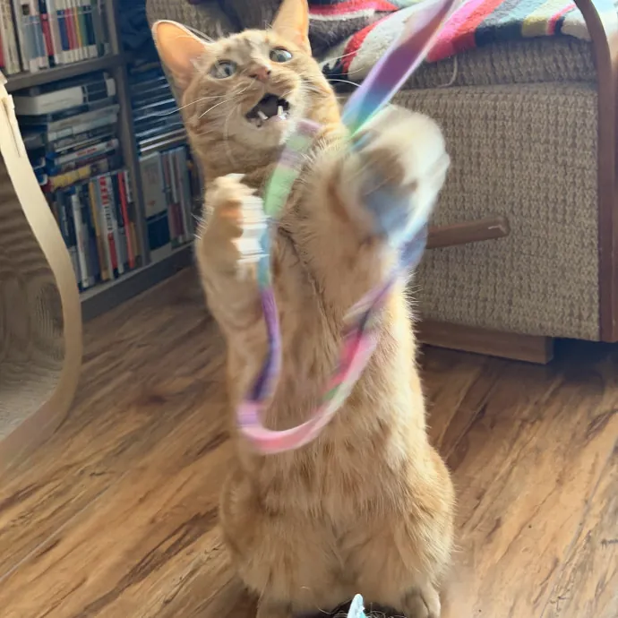 Experienced Cat Sitter  Cat Mom Of 6