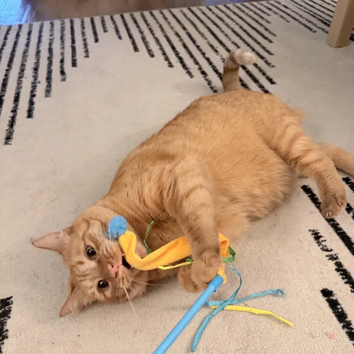 Experienced Cat Sitter  Cat Mom Of 6