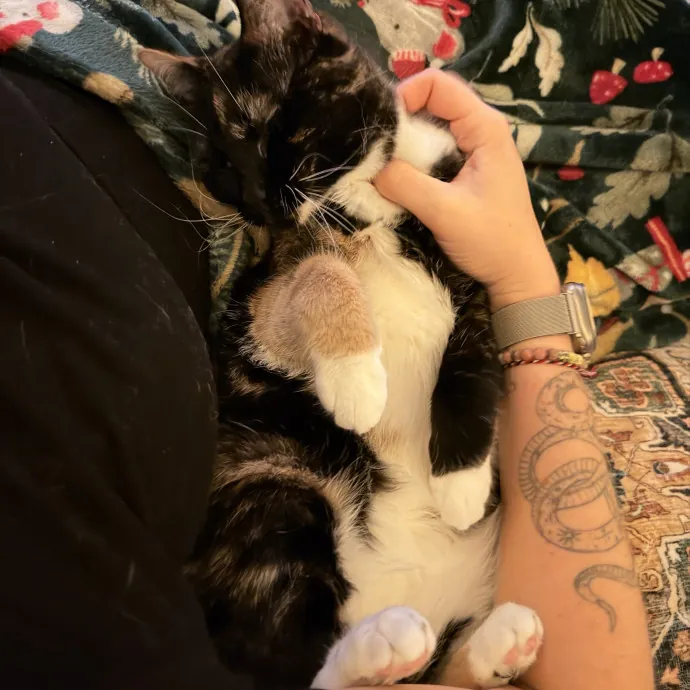 Experienced Cat Sitter  Cat Mom Of 6