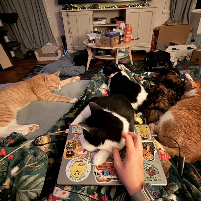 Experienced Cat Sitter  Cat Mom Of 6