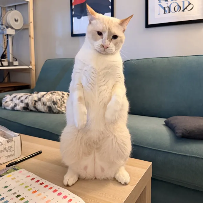 Experienced Cat Sitter  Cat Mom Of 6