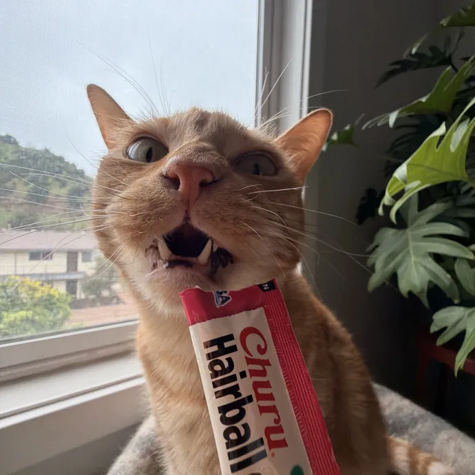 Experienced Cat Sitter  Cat Mom Of 6
