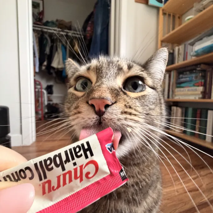 Experienced Cat Sitter  Cat Mom Of 6