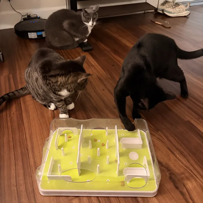Experienced Cat Sitter  Cat Mom Of 6