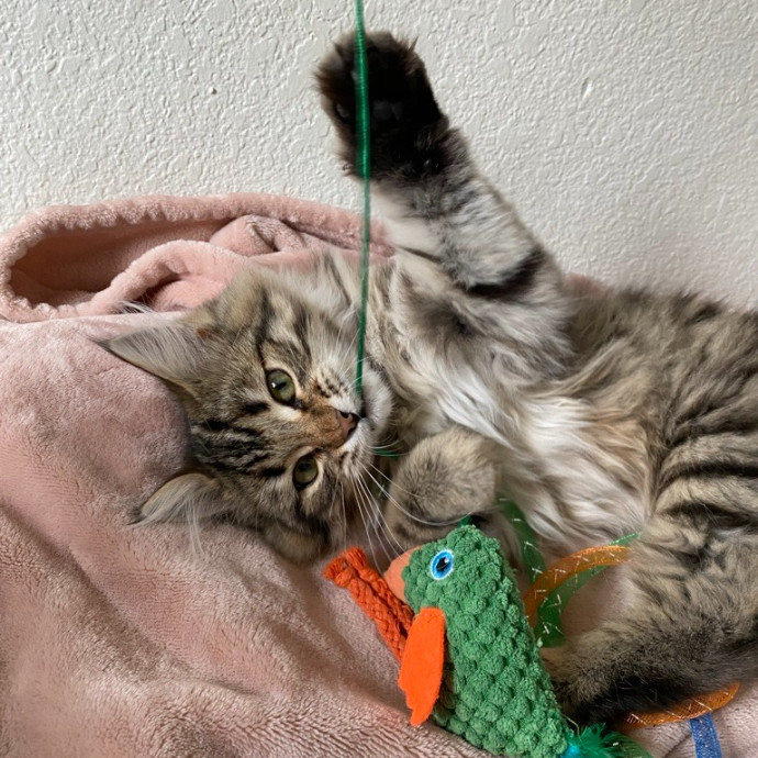 Jean's Whisker Club