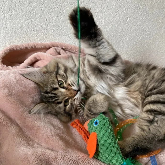 Jean's Whisker Club