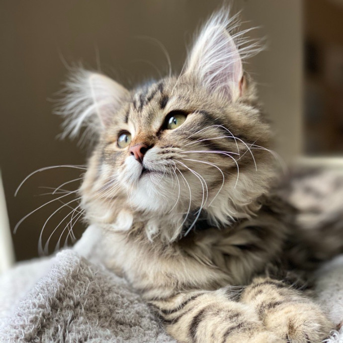 Jean's Whisker Club