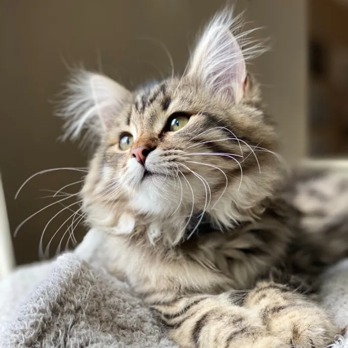 Jean's Whisker Club