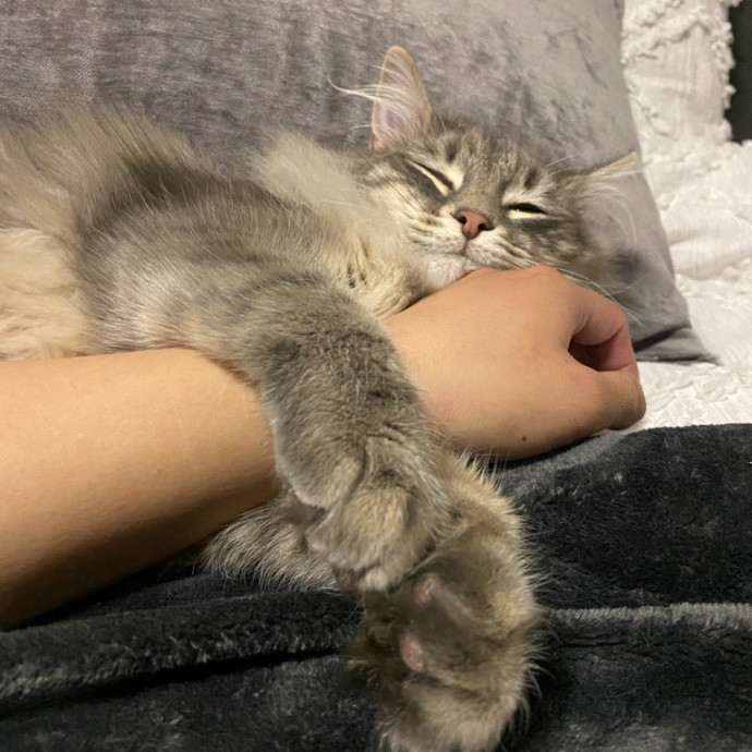 Jean's Whisker Club