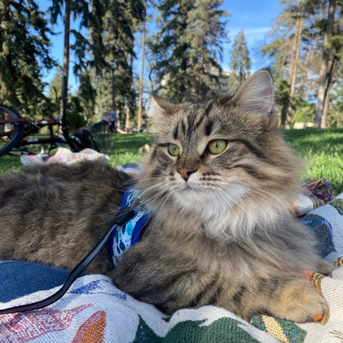 Jean's Whisker Club