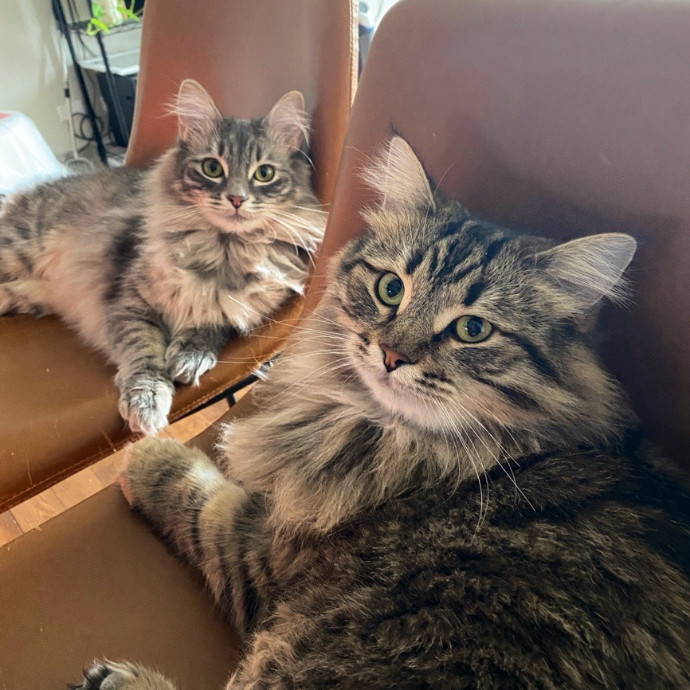 Jean's Whisker Club